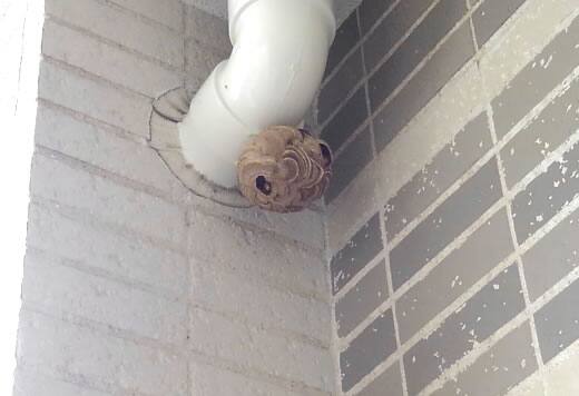 コガタスズメバチの巣注意点共用廊下